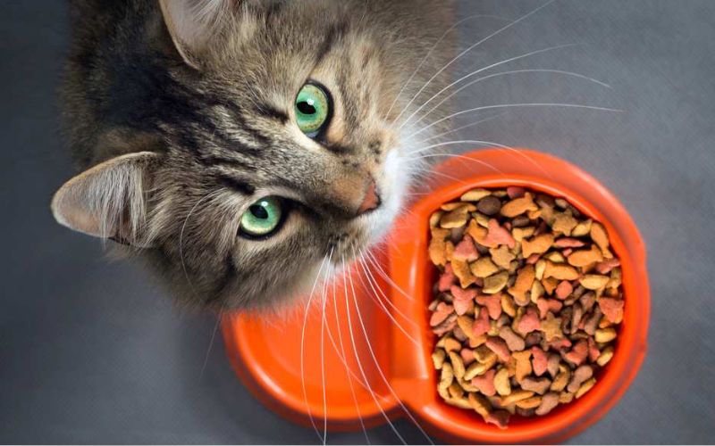 Orijen Cat & Kitten — Meilleure composition absolue