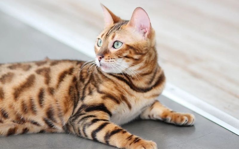 Photo Bengal