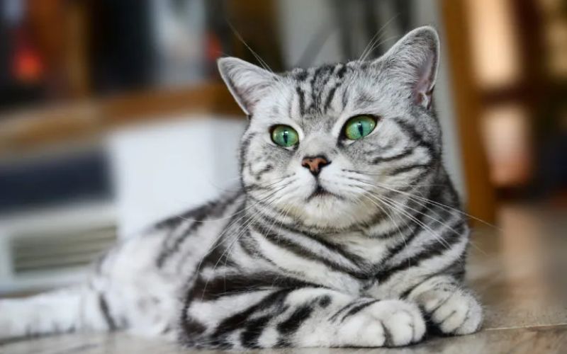 Photo British Shorthair