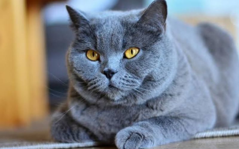 Photo Chartreux