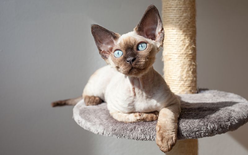 Photo Devon Rex