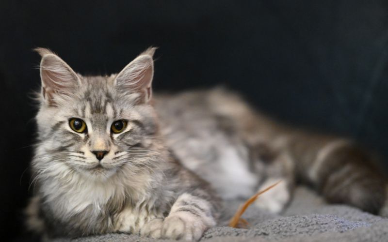 Photo Maine Coon