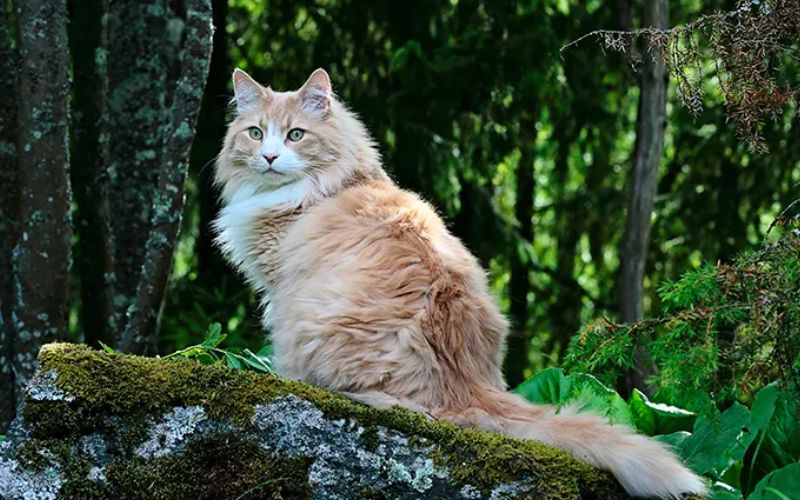 Photo Norvégien des Forêts