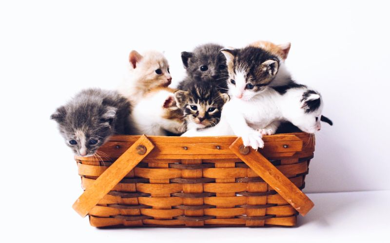 Croquettes Light Royal Canin — pour chats en surpoids