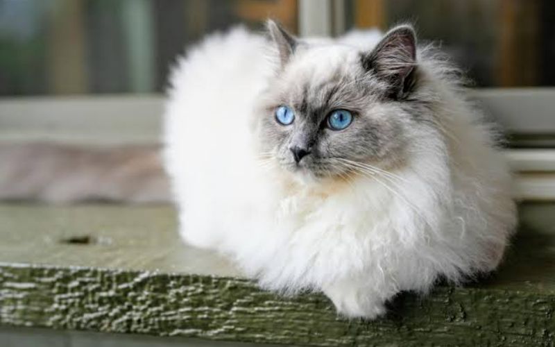 Photo Ragdoll