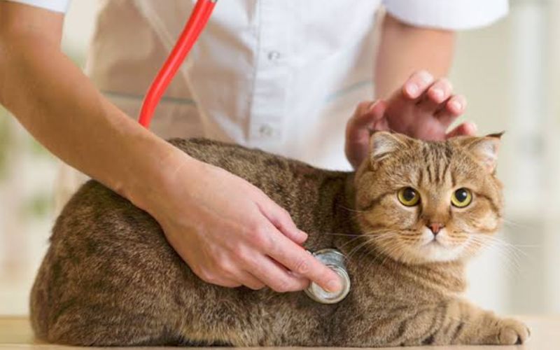 Carnet de santé et vaccination pour chat