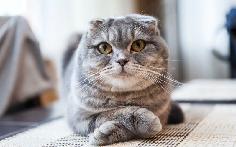 Photo Scottish Fold