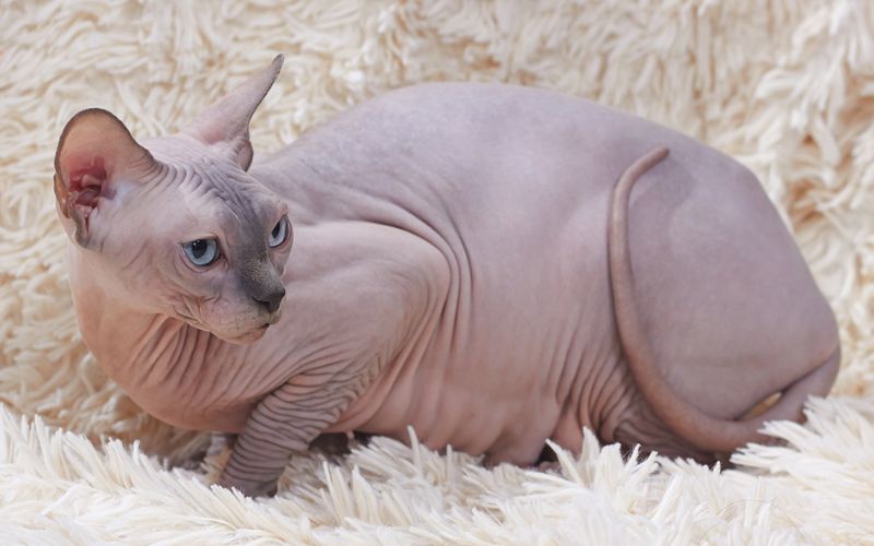 Photo Sphynx